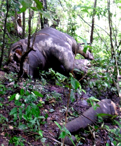 Kỳ[-]thú[-]quanh[-]khu[-]mộ[-]voi[-]kỳ[-]lạ[-]ở[-]Buôn[-]Đôn